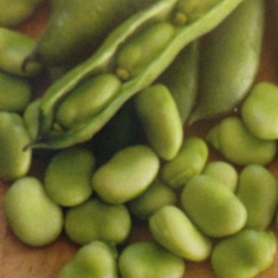 Broad Bean Robin Hood
